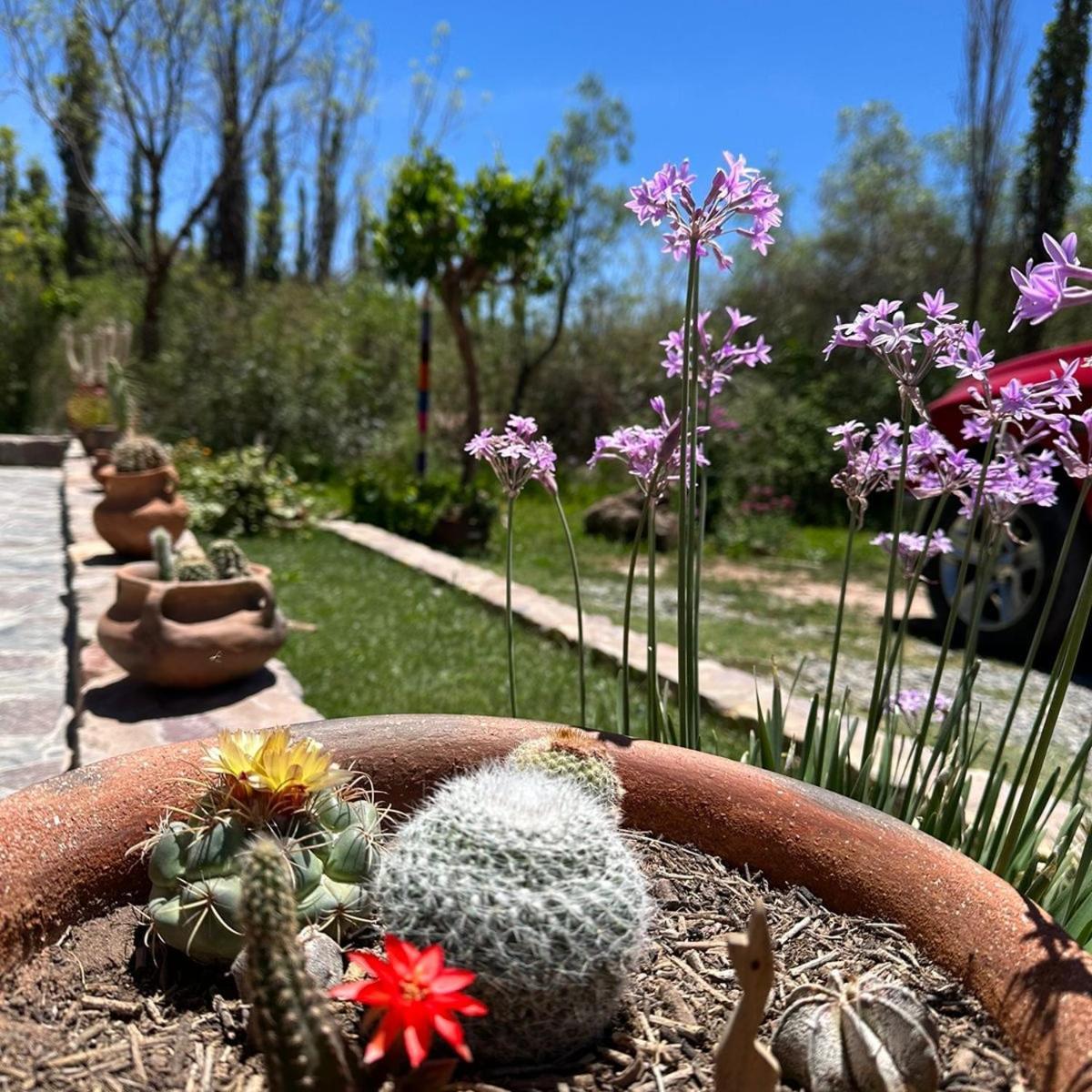 Tierra Primitiva Tilcara