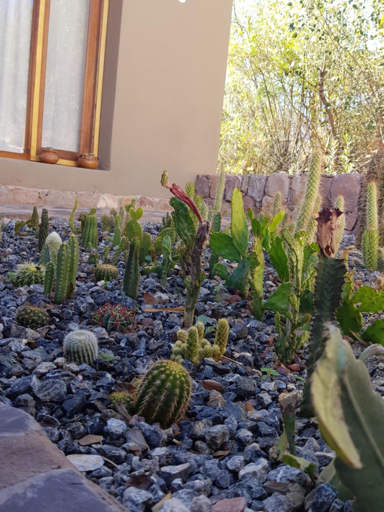 Tierra Primitiva Tilcara